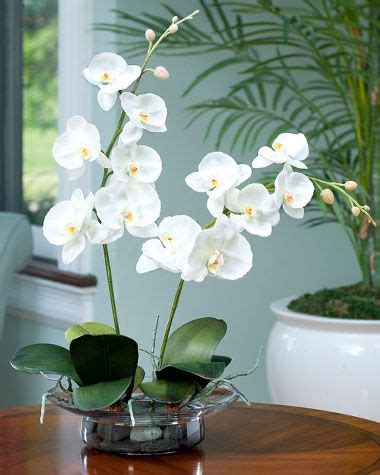 Phalaenopsis: The Epitome of Sublime Beauty in Floral Art